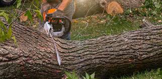 Best Tree Preservation Services  in Exeter, PA