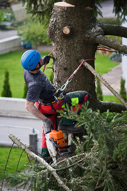 Best Commercial Tree Services  in Exeter, PA