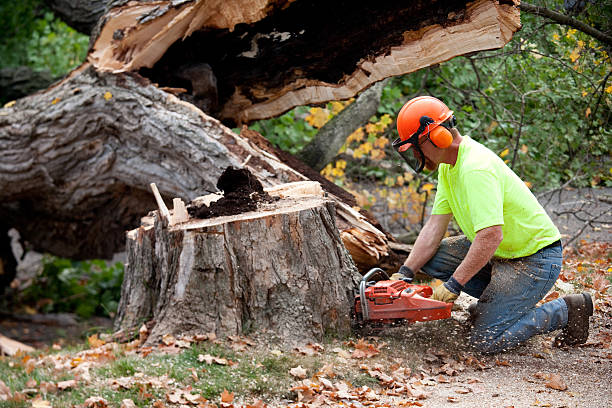 Best Tree Cabling and Bracing  in Exeter, PA