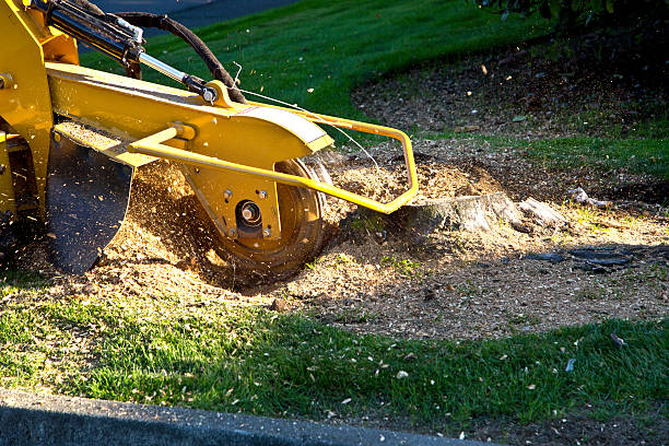 How Our Tree Care Process Works  in  Exeter, PA