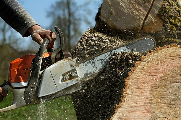 Best Tree Removal  in Exeter, PA